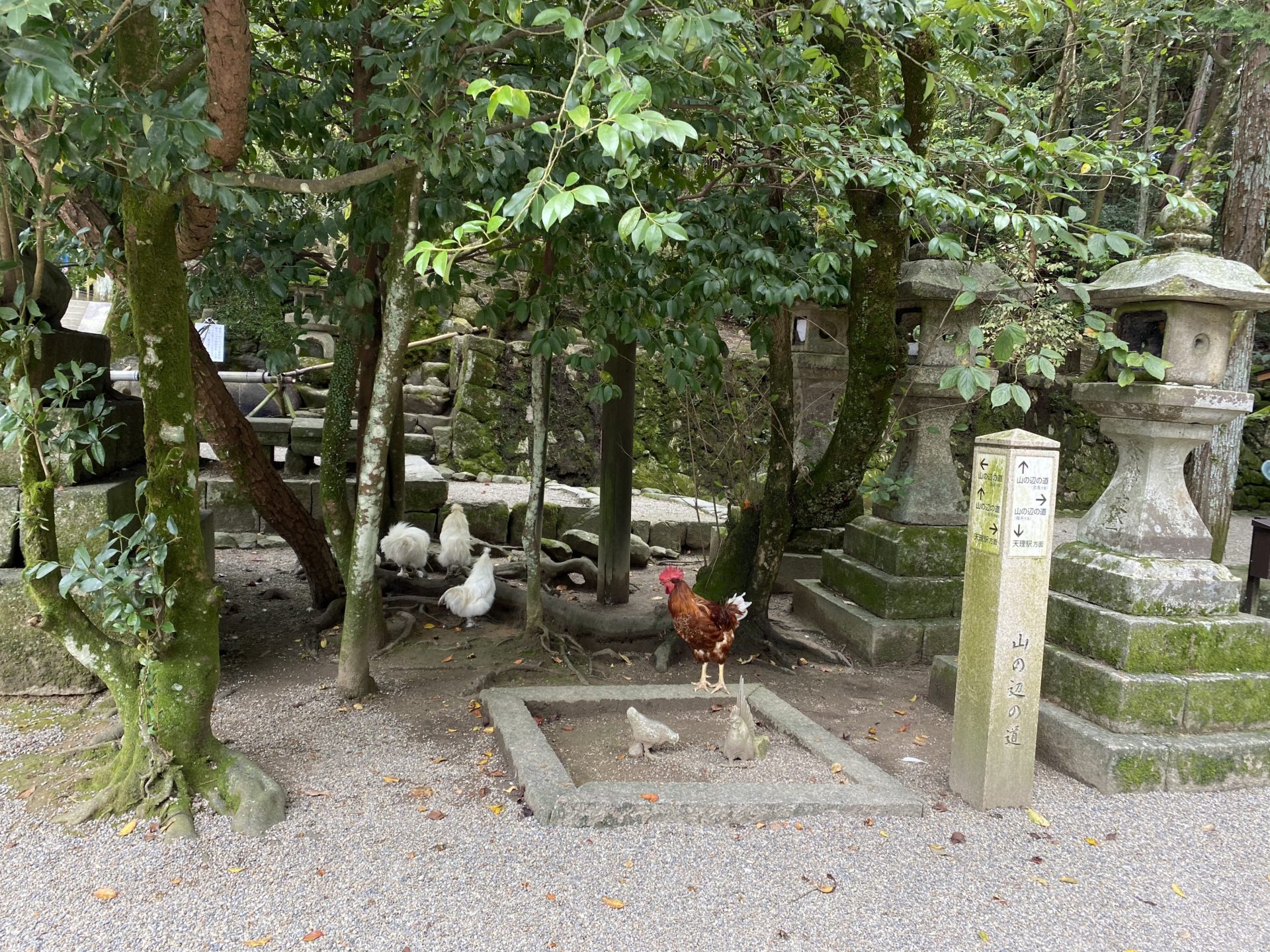 石上神宮 物部氏の総氏神社で神鶏と雨宿り いにしえlab